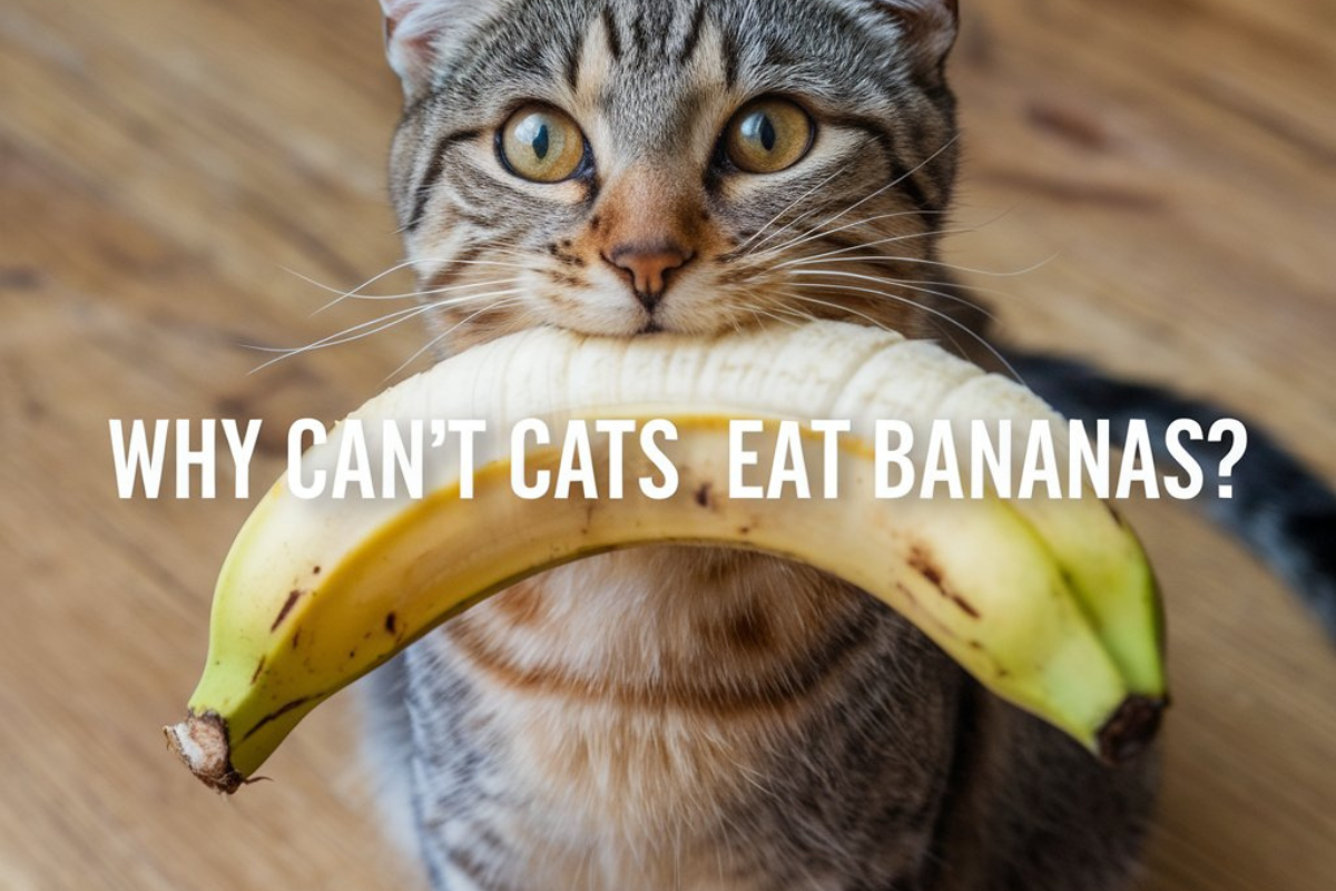 Why Can’t Cats Eat Bananas?